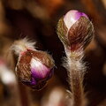IMG_0292.jpg