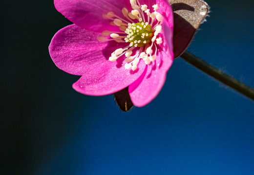  Roosa sinilill