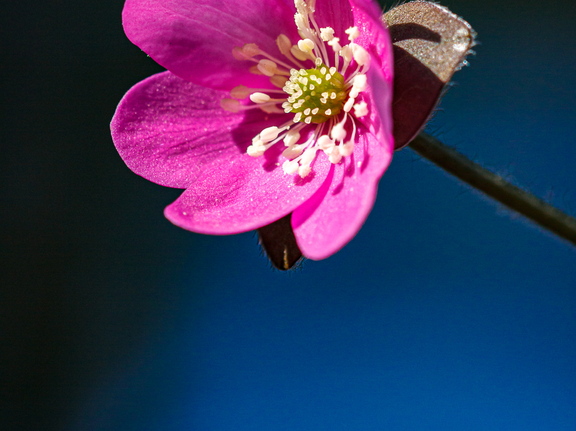  Roosa sinilill