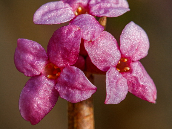 Harilik näsiniin (Daphne mezereum), õied