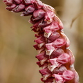  Harilik käopäkk (Lathraea squamaria)