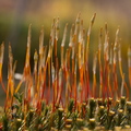  Palu-karusammal