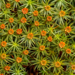 Harilik karusammal ehk käolina (Polytrichum commune)