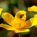  Tulika (Ranunculus) õis