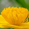  Tulika õis