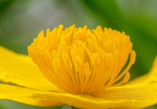  Tulika õis