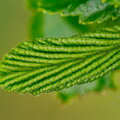 IMG_2021.jpg