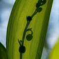 IMG_2496.jpg