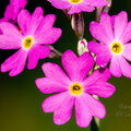 IMG_2582.jpg
