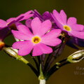 IMG_2561.jpg