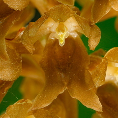 Pruunikas pesajuur (Neottia nidus-avis), õis