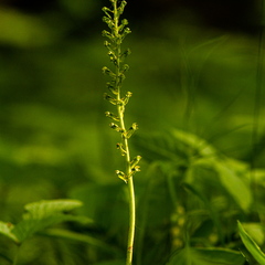 Suur käopõll (Neottia ovata),