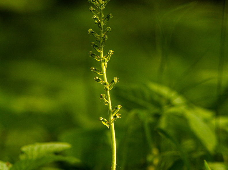 Suur käopõll (Neottia ovata),