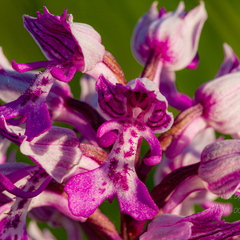  Hall käpp (Orchis militaris)