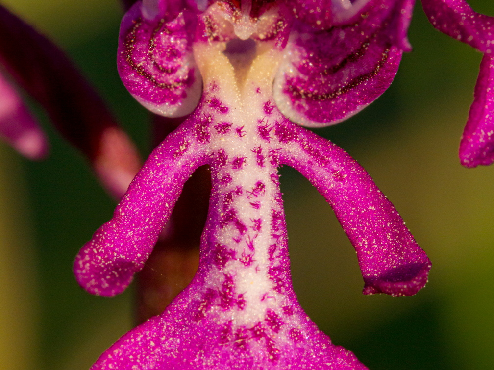  Hall käpp (Orchis militaris), õis
