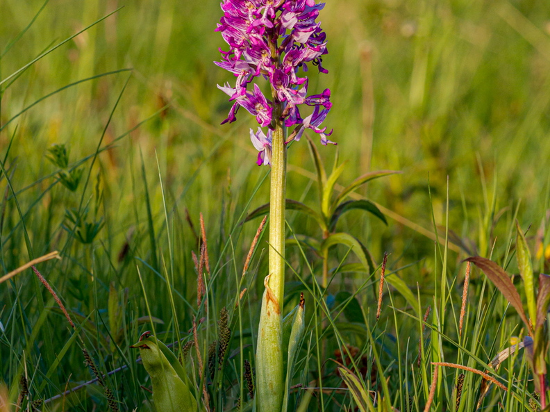  Hall käpp (Orchis militaris)