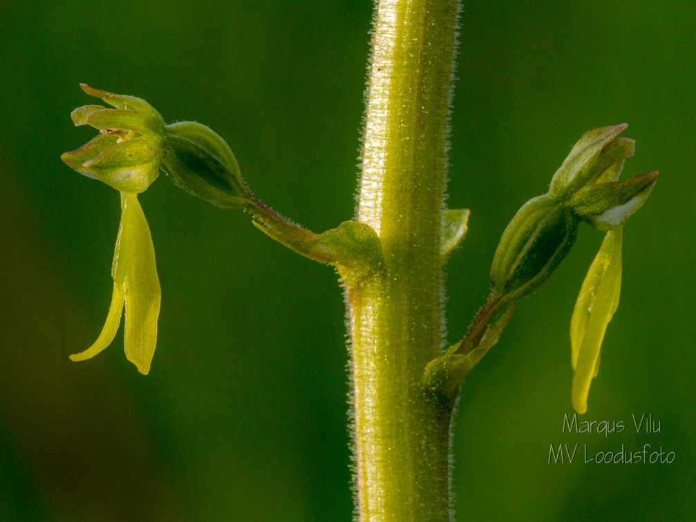   Suur käopõll (Neottia ovata), õied