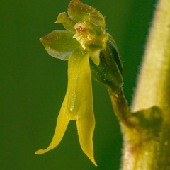 Suur käopõll (Neottia ovata), õis