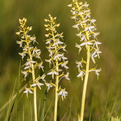  Ööviiul ehk kaheleheline käokeel (Platanthera bifolia)