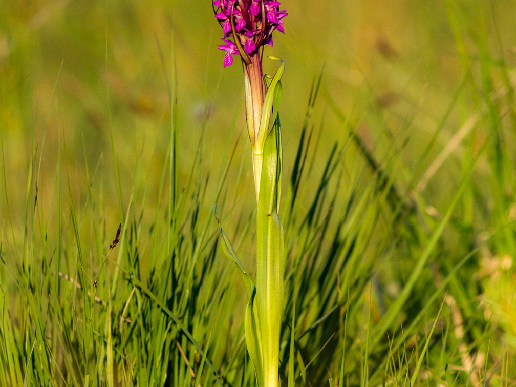  Kahkjaspunane sõrmkäpp (Dactylorhiza incarnata)