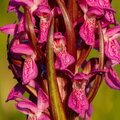 IMG_4417.jpg