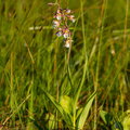 IMG_4599.jpg