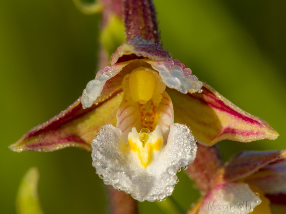 Soo-neiuvaip (Epipactis palustris)