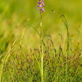 IMG_4720.jpg