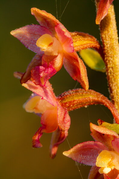 IMG_5199.jpg