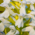 Kahkjaspunane sõrmkäpp albiino(Dactylorhiza incarnata)