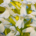 IMG_5239.jpg