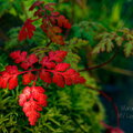 IMG_6647.jpg
