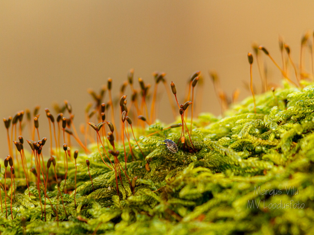  Putukas metsas