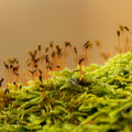  Putukas metsas