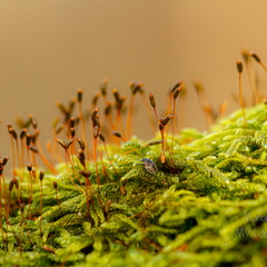  Putukas metsas