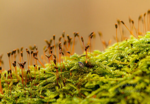  Putukas metsas