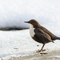 Vesipapp (Cinclus cinclus, tuntud ka kui papiisand)