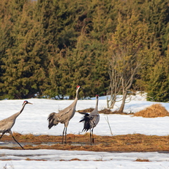  Esimesed sookured (Grus grus)