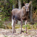 Põder (Alces alces) vaatab minu poole