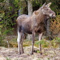 IMG_0678-Pano.jpg