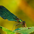 IMG_5045.jpg