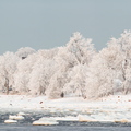 Härmas rannikupuud