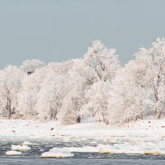 Härmas rannikupuud
