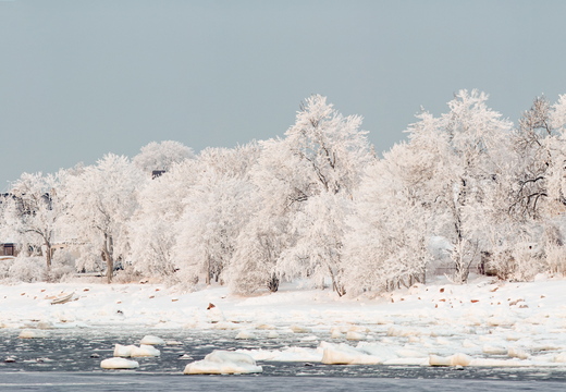 Härmas rannikupuud