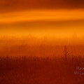 IMG_5141.jpg