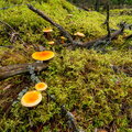 IMG_6239.jpg