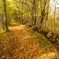  Sügisene metsatee