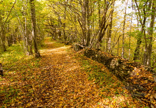  Sügisene metsatee