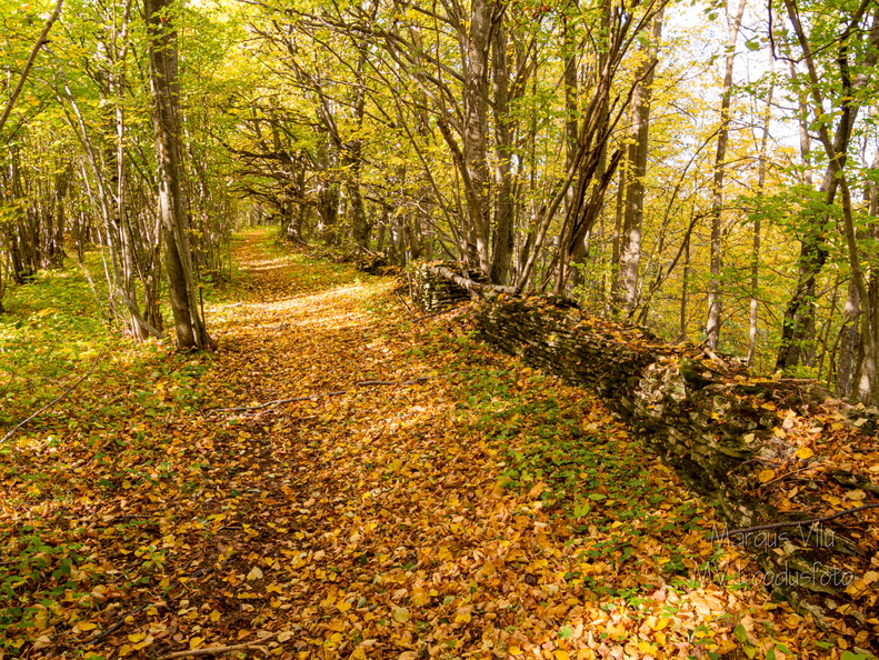 Sügisene metsatee