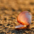 IMG_1575.jpg
